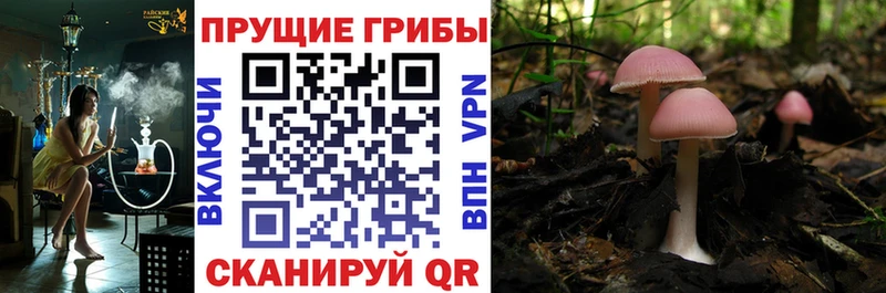kraken tor  Щигры  Галлюциногенные грибы мухоморы 